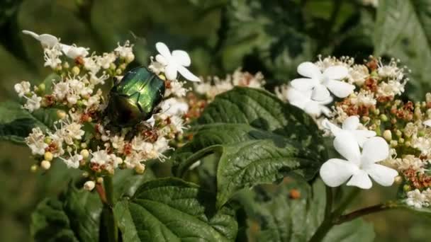 Beyaz Bir Çiçeğin Üzerinde Yeşil Böcek Parlak Böcek — Stok video