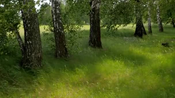 Birch Grove Vidoeiro Vento Plantation Forest Bela Floresta Bétula Cinturão — Vídeo de Stock