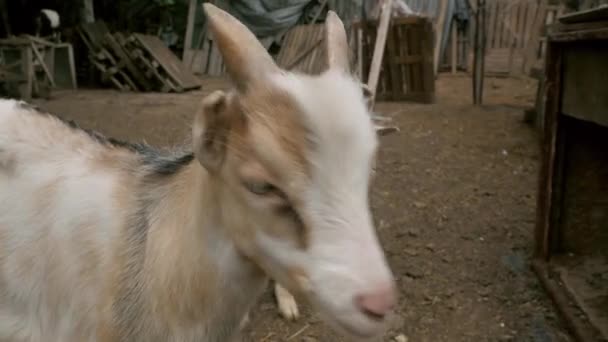 Cabras Niños Pequeños Publicando Video Cabra Selfie Cabras Patio Cabras — Vídeo de stock