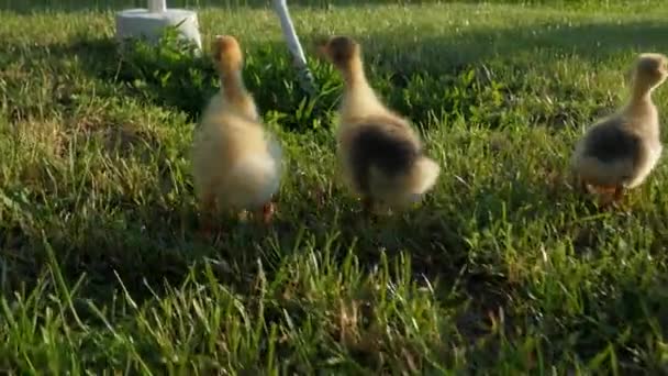 Petits Yougoslaves Vidéo Avec Des Oies Des Oies Les Goslings — Video