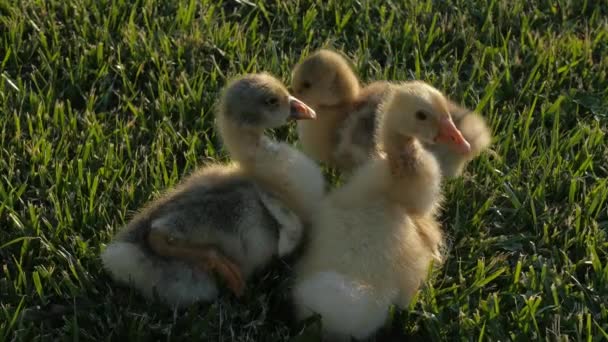Little Goslings Video Geese Geese Goslings Play Garden Goslings — Stock Video