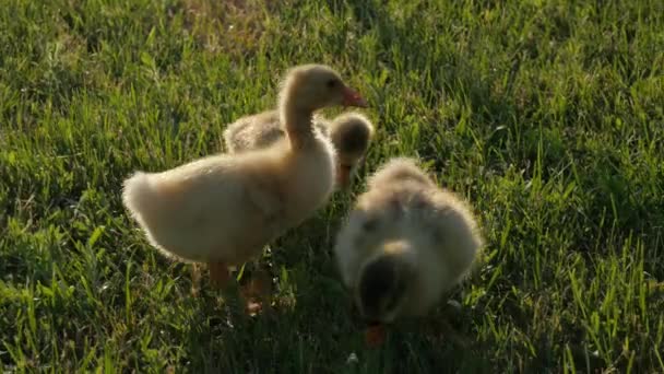 Petits Yougoslaves Vidéo Avec Des Oies Des Oies Les Goslings — Video