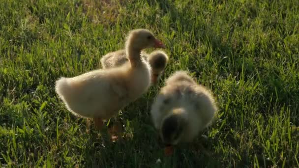 Pequenos Gansos Vídeo Com Gansos Gansos Goslings Brincam Jardim Goslings — Vídeo de Stock