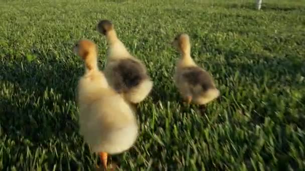 Lilla Goslings Video Med Gäss Gäss Goslings Spelar Trädgården Gäs — Stockvideo