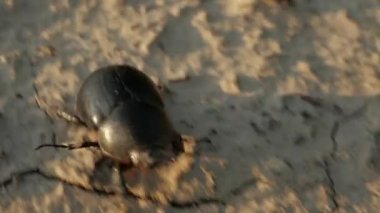 Beetle. Kuru zeminde koşan böcek. Wasteland. Çatlak toprak. Close. Makro çekim böceği.
