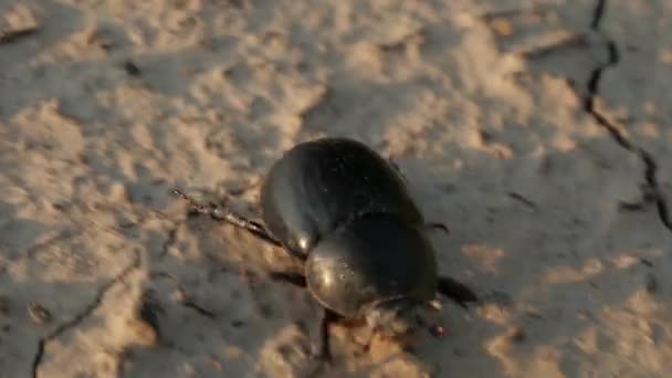 Beetle Chrząszcz Działa Suchej Ziemi Wasteland Pęknięta Gleba Zbliżenie Makro — Wideo stockowe
