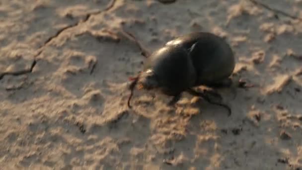 Kever Kever Draait Droge Grond Woestenij Gebarsten Grond Close Macro — Stockvideo