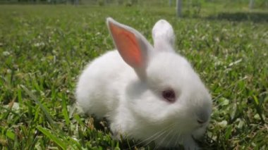 Beyaz tavşan yeşil çim üzerinde çalışır. Bahçede küçük bir tavşan. Beyaz tavşan yakın çekim. Tavşan çim üzerinde dinleniyor. tavşan çim üzerinde dörtnala, küçük beyaz tavşan, tavşan yeme çim, tavşan yakın çekim.