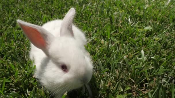 White Rabbit Draait Het Groene Gras Konijntje Tuin Witte Haas — Stockvideo