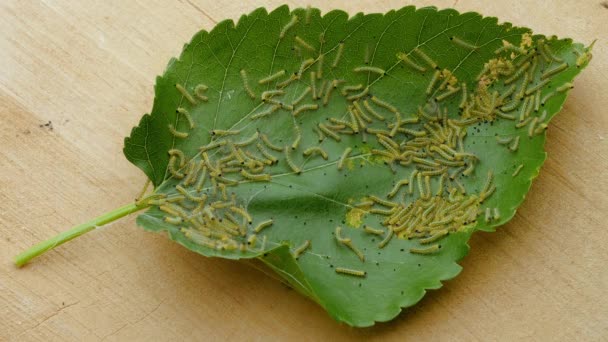 Feuille Chenille Chenille Beaucoup Chenilles Sur Morceau Mûrier Oie Mange — Video