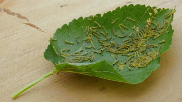 シートキャタピラ キャタピラー 桑の上に多くの毛虫 ガチョウは葉を食べる葉の毛虫の幼虫クローズ アップ マクロ撮影 毛虫の影響を受ける葉 葉の病気 その木は蝶の幼虫の影響を受ける — ストック動画