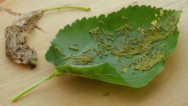 Feuille Chenille Chenille Beaucoup Chenilles Sur Morceau Mûrier Oie Mange — Video