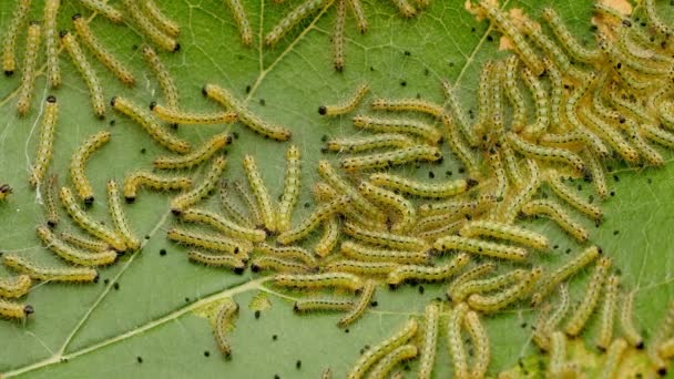 Sac Tırtıl Caterpillar Bir Parça Dut Üzerinde Birçok Tırtıllar Kaz — Stok video