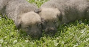 Küçük yavruköpekler. Çimenlerin üstündeki köpekler. Yavru lar bahçede oynanır.