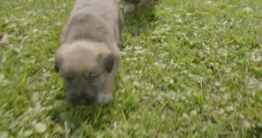 Küçük yavruköpekler. Çimenlerin üstündeki köpekler. Yavru lar bahçede oynanır.