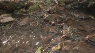 Dağ nehri. Nehirdeki su yakın. Nehirdeki taşlar. Suyun hızlı akışı