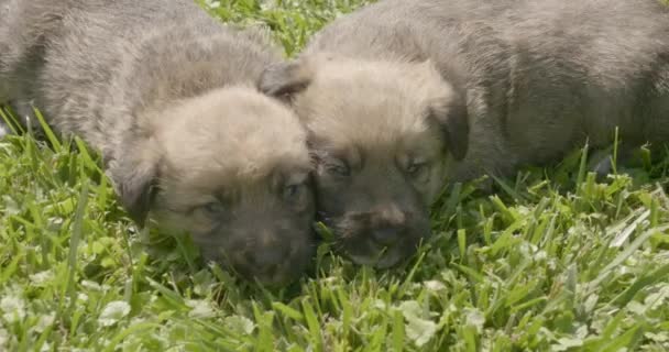 Piccoli Cuccioli Cani Sull Erba Cuccioli Vengono Giocati Giardino — Video Stock