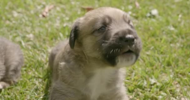 Pequeños Cachorros Perros Hierba Los Cachorros Juegan Jardín — Vídeos de Stock