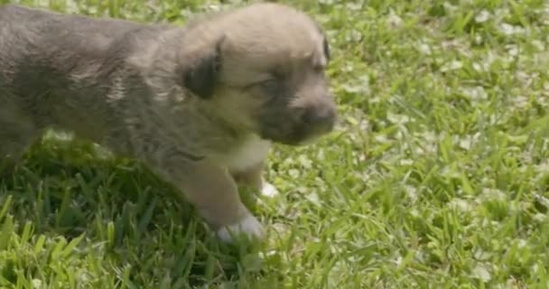 小さな子犬草の上の犬子犬は庭で遊ばれています — ストック動画
