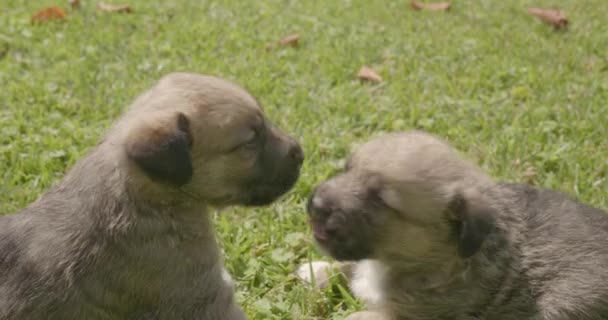 Pequeños Cachorros Perros Hierba Los Cachorros Juegan Jardín — Vídeos de Stock