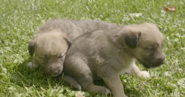 Μικρά Κουτάβια Σκυλιά Στο Γρασίδι Κουτάβια Παίζονται Στον Κήπο — Αρχείο Βίντεο