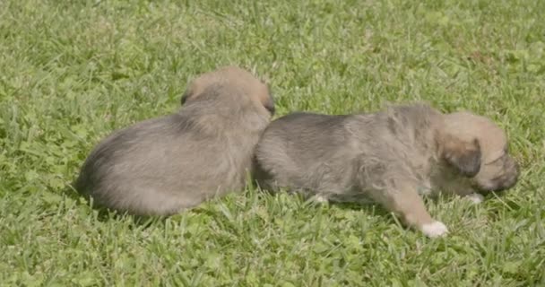 Kleine Pups Honden Het Gras Pups Worden Gespeeld Tuin — Stockvideo