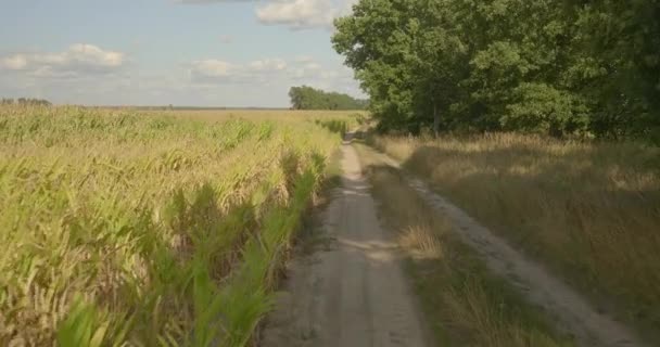 Conduciendo Por Carretera Camino Bosque — Vídeos de Stock