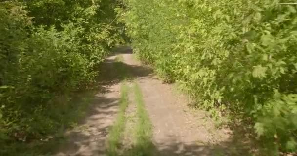 Conduire Long Route Route Dans Forêt — Video