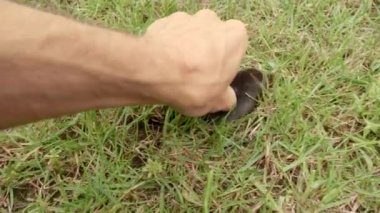 Bir köstebek çimlerin arasında koşuyor. Köstebek çıplak elleriyle yakalanır. Köstebek toprak