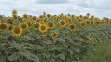 Ayçiçeği. Sahada ayçiçekleri yakın çekim. Akşam. Altın zaman