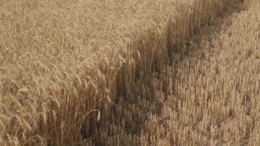 Arpa. Olgun arpa tarlası. Hasat. Arpa çivisi. Close