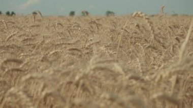 Arpa. Olgun arpa tarlası. Hasat. Arpa çivisi. Close