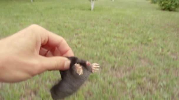 Ein Maulwurf Läuft Durchs Gras Der Maulwurf Wird Mit Bloßen — Stockvideo