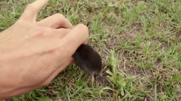 Une taupe court à travers l'herbe. La taupe est prise à mains nues. Taupe en terre 
