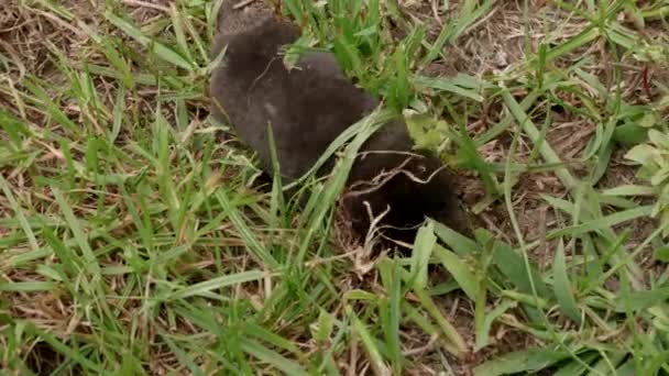 Ein Maulwurf Läuft Durchs Gras Der Maulwurf Wird Mit Bloßen — Stockvideo