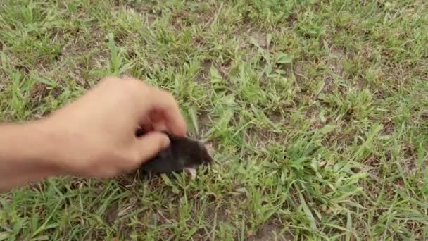 Een Mol Loopt Door Het Gras Het Molletje Wordt Met — Stockvideo