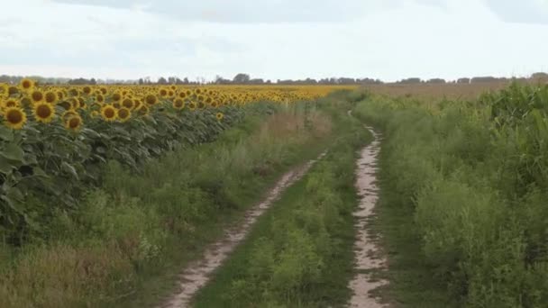 Sonnenblume Sonnenblumen Auf Dem Feld Aus Nächster Nähe Abend Goldene — Stockvideo
