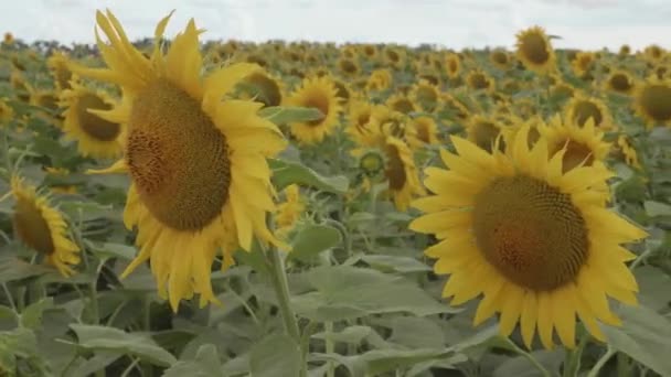 Sonnenblume Sonnenblumen Auf Dem Feld Aus Nächster Nähe Abend Goldene — Stockvideo