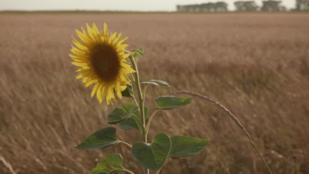 Sonnenblume Sonnenblumen Auf Dem Feld Aus Nächster Nähe Abend Goldene — Stockvideo