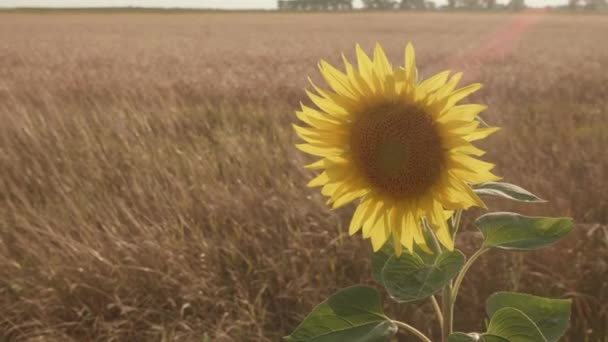 Sonnenblume Sonnenblumen Auf Dem Feld Aus Nächster Nähe Abend Goldene — Stockvideo