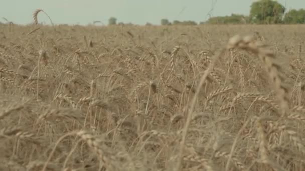 成熟的大麦田 大麦的尖刺 — 图库视频影像