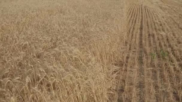 成熟的大麦田 大麦的尖刺 — 图库视频影像