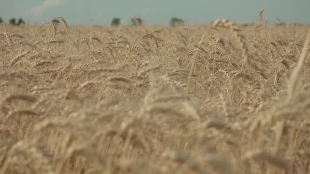 Barley Field Ripe Barley Harvesting Spikelet Barley Close — Stock Video