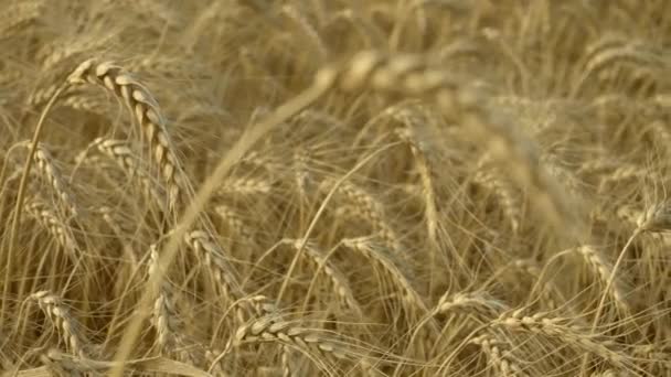 Gerst Veld Van Rijpe Gerst Oogsten Spikelet Van Gerst Close — Stockvideo