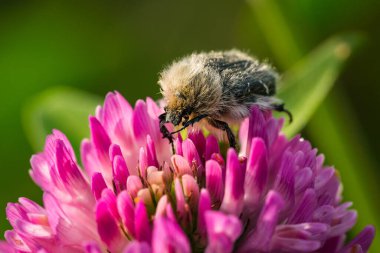 Çiçekteki böcek. Yonca çiçeği. Küçük at kuyruğu. Mor çiçek..