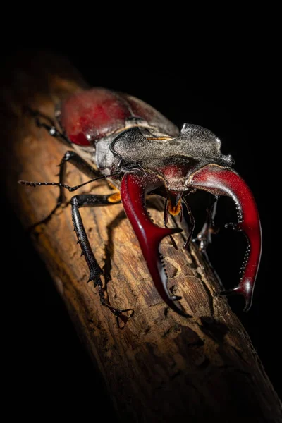 Escarabajo Ciervo Primer Plano Escarabajo Grande Con Cuernos Una Rama — Foto de Stock