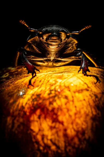 Escarabajo Una Piedra Luminosa Dragón Montaña Oro Escarabajo Ciervo Hembra — Foto de Stock