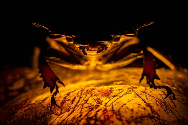 Escarabajo Una Piedra Luminosa Dragón Montaña Oro Escarabajo Ciervo Hembra — Foto de Stock