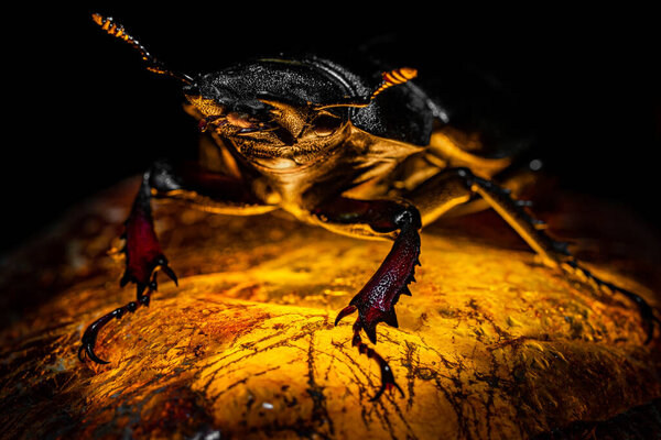 Beetle on a luminous stone. Dragon on the mountain of gold. Female deer beetle. Macro. Guardian Treasure
