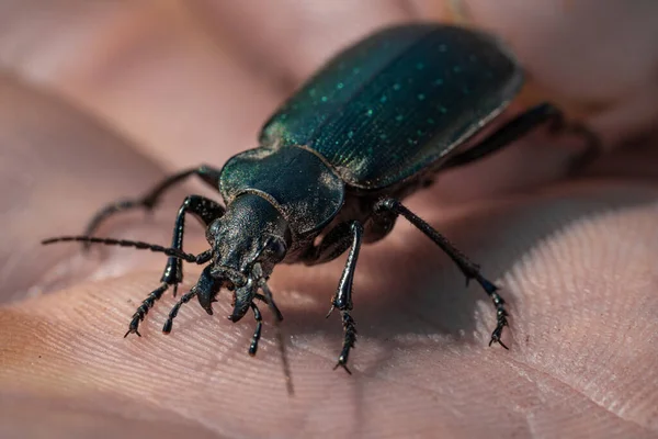 地甲虫 一只大的绿色甲虫在一只手上 这张照片 — 图库照片